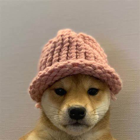 devviet